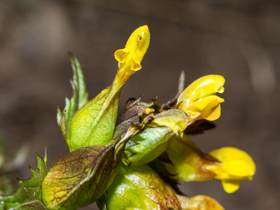 Rhinanthus personatus